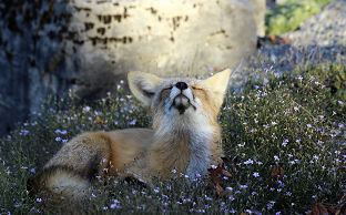 哈喽各游戏导航-2025.10.3更新-哈喽